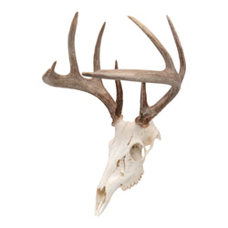 Allen Company EZ Mount Skull Peg Hook - Black